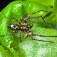 Anyphaena accentuata