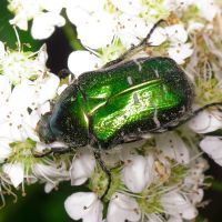Cetonia aurata