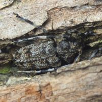 Aegomorphus clavipes