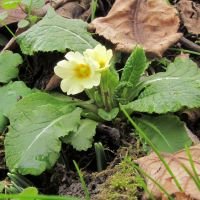 Primula acaulis