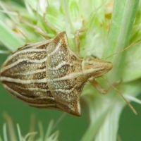 Ancyrosoma leucogrammes