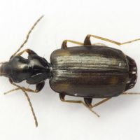 Syntomus obscuroguttatus