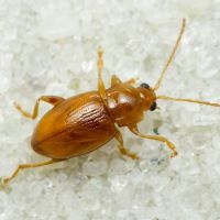 Neocrepidodera transversa
