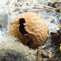 Fungi