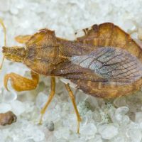 Phymata crassipes
