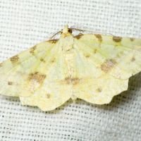Therapis flavicaria