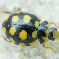 Coccinula quatuordecimpustulata