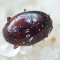 Acritus minutus