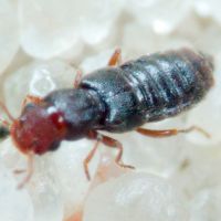 Euaesthetus ruficapillus