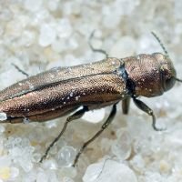 Agrilus hyperici