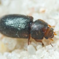 Ciidae