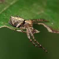 Tmarus piger