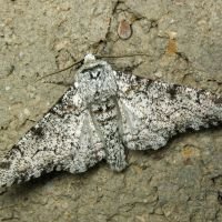 Biston betularia