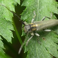 Phytoecia nigricornis
