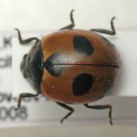 Coccinella magnifica