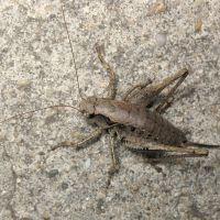 Pholidoptera griseoaptera