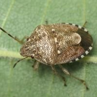 Staria lunata