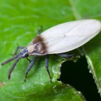 Catoplatus carthusianus