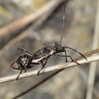Camptopus lateralis
