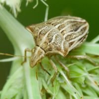 Ancyrosoma leucogrammes