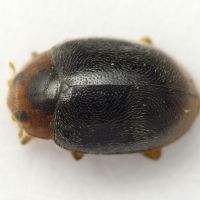 Scymnus haemorrhoidalis