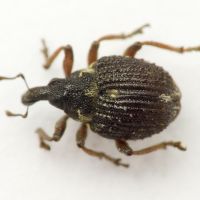 Neophytobius muricatus