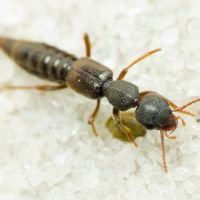 Rugilus rufipes