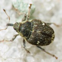 Nedyus quadrimaculatus