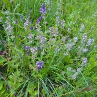 Thymus marschallianus