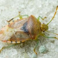 Elasmucha grisea
