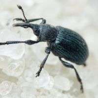 Omphalapion hookerorum