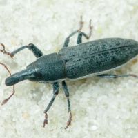 Lixus (Compsolixus) albomarginatus
