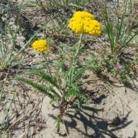 Achillea micrantha