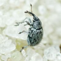 Squamapion atomarium