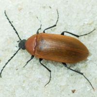 Pseudocistela ceramboides