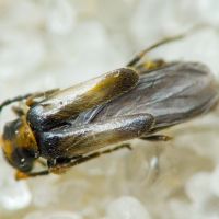 Malthodes