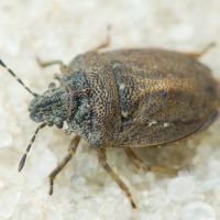 Podops (Podops) inunctus
