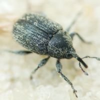 Miarus
