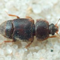 Carpophilus (Carpophilus) lugubris