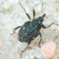 Nedyus quadrimaculatus