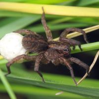 Pardosa