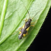 Dryophilocoris flavoquadrimaculatus