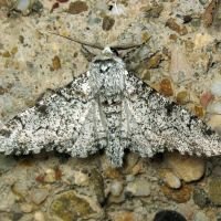 Biston betularia
