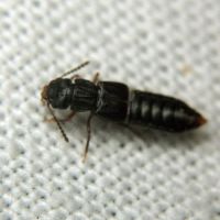 Anotylus rugosus