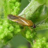 Plagiognathus arbustorum