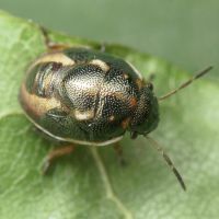 Holcostethus sphacelatus