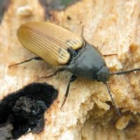 Ampedus (Ampedus) ochropterus