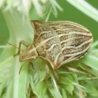 Ancyrosoma leucogrammes
