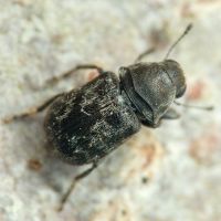 Rhaphitropis marchica