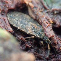 Aradus distinctus